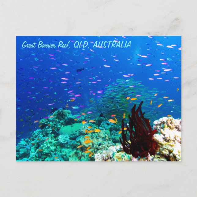 Tropical Fish on the Great Barrier Reef Postcard (Front)