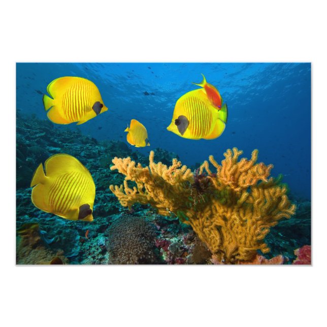 Tropical Fish Photo Print (Front)