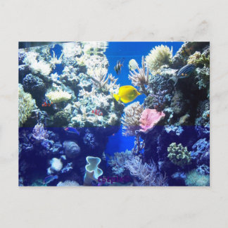 Tropical Fish Postcard