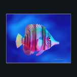 Tropical Fish Postcard<br><div class="desc">Tropical Fish  | Lawrence Lawry | AssetID: WL004139</div>