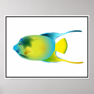Tropical Fish Poster