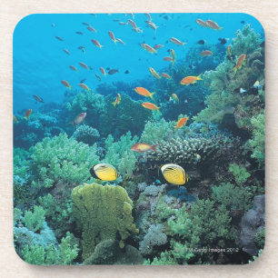Tropical fish swimming over reef coaster