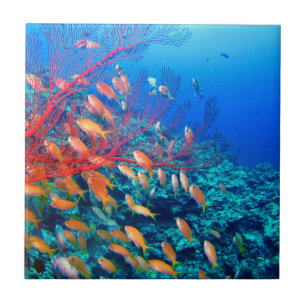 Tropical Fish Undersea Coral Reef Ceramic Tile