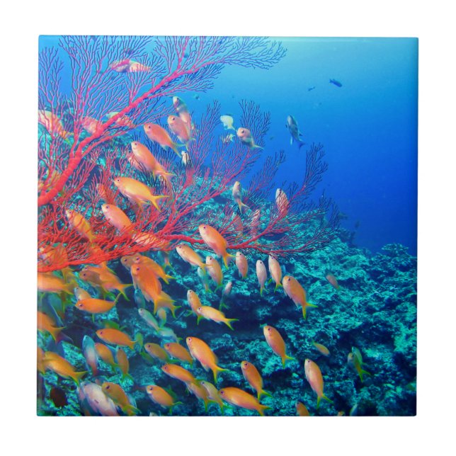 Tropical Fish Undersea Coral Reef Ceramic Tile (Front)