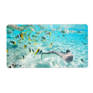 Tropical fishes