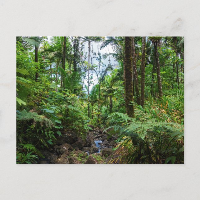 Tropical flora of el yunque rainforest postcard (Front)