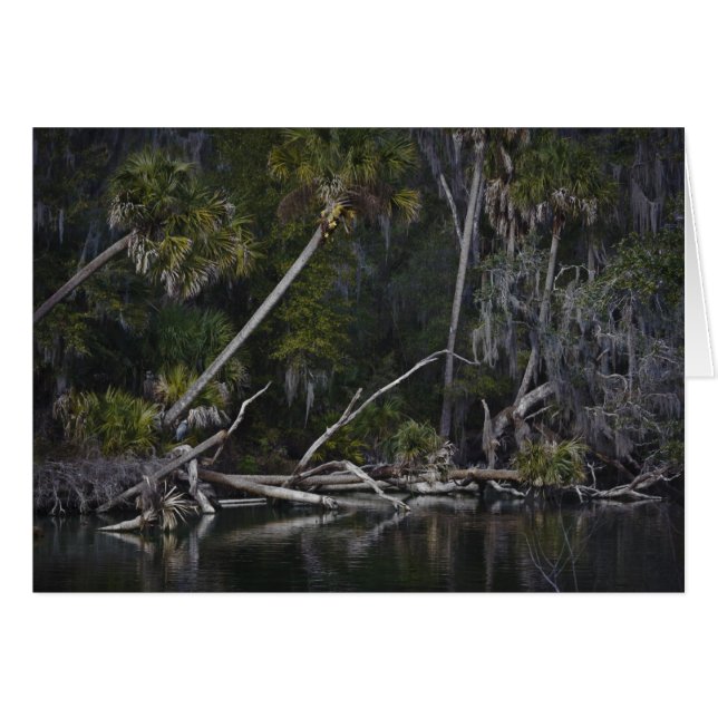 Tropical Florida (Front Horizontal)