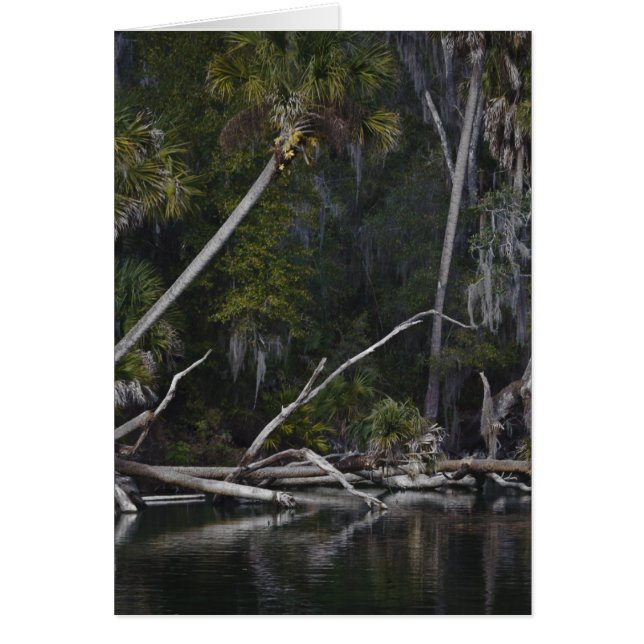 Tropical Florida (Front)