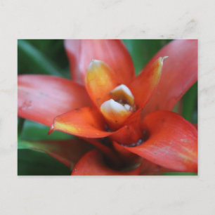 Tropical Flower # 3 Postcard