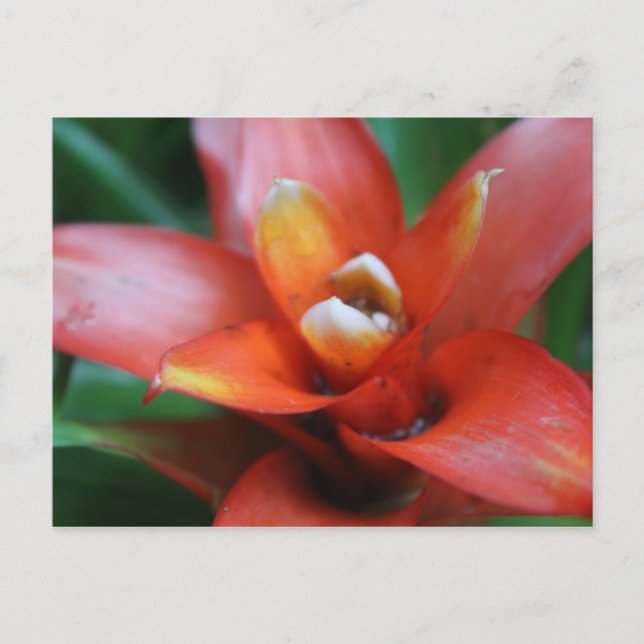 Tropical Flower # 3 Postcard (Front)