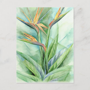 Tropical Flower Bird Of Paradise Painting - Multi Postcard