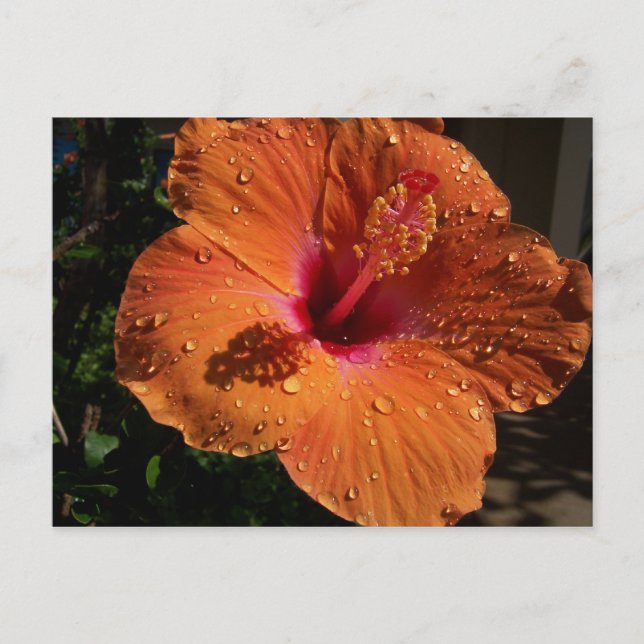 Tropical Flower Postcard (Front)