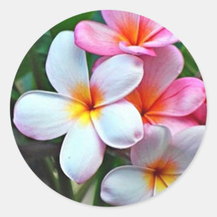 Tropical flowers classic round sticker