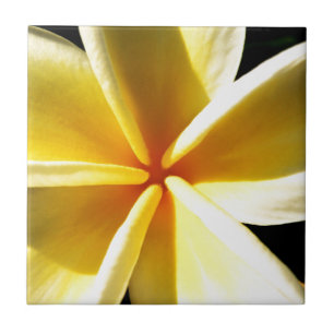 Tropical Frangipani Floral Photography Ceramic Tile