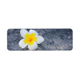 Tropical Frangipani Floral Photography Return Address Label