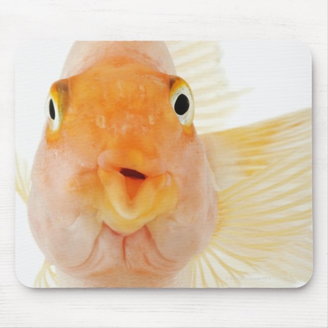 Tropical freshwater fish mouse pad (Front)