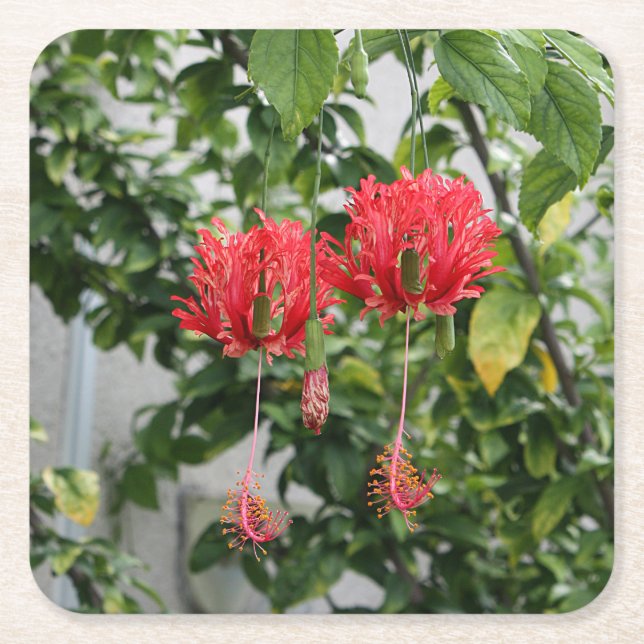 Tropical Fringed Coral Hibiscus Flower Square Paper Coaster (Front)