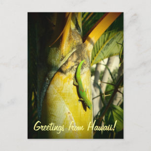 Tropical gecko Hawaiian greetings postcard