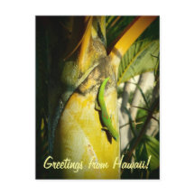 Tropical gecko Hawaiian greetings postcard