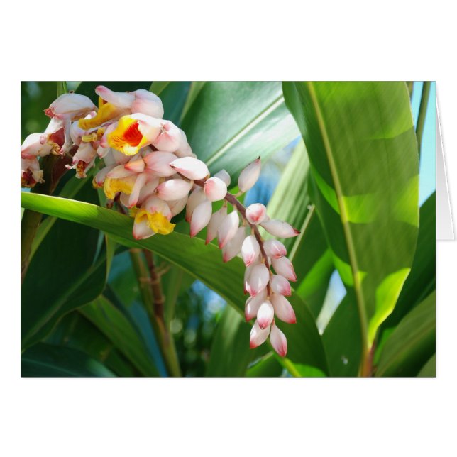 Tropical Ginger (Front Horizontal)