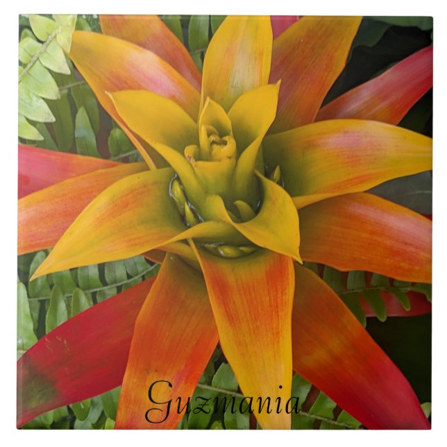 Tropical Guzmania Plant Floral Ceramic Tile (Front)