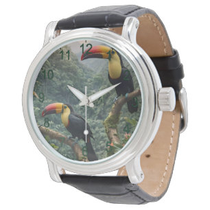 Tropical Harmony: Two Toucans in the Canopy Watch