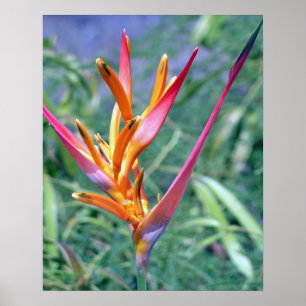 TROPICAL HELICONIA POSTER