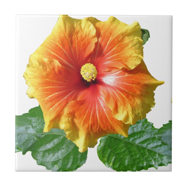 Tropical Hibiscus Flower Ceramic Tile (Front)