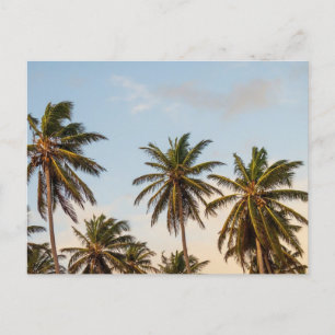 Tropical Holiday Palm Trees Postcard