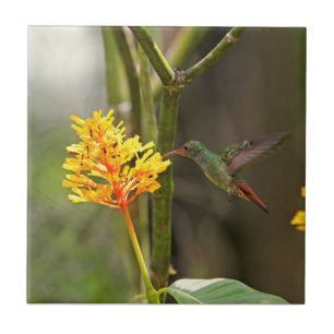 Tropical Hummingbird and Flower Ceramic Tile