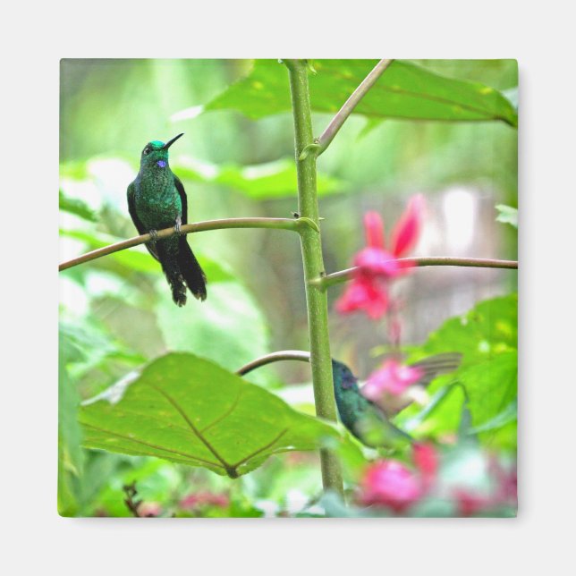 Tropical Hummingbird and Flowers Magnet (Front)