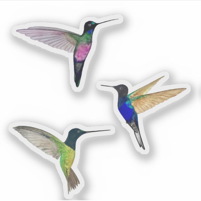 Tropical Hummingbirds (Front)
