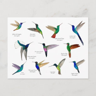 Tropical Hummingbirds  Postcard