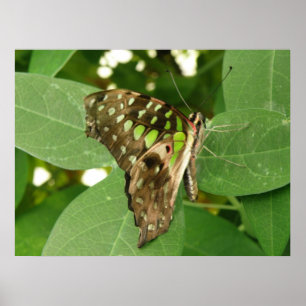 Tropical Iridescent Green Butterfly Print