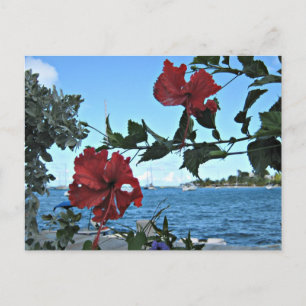 Tropical Island Flowers Postcard