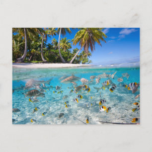 Tropical island under and above water postcard