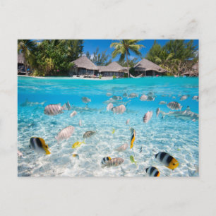 Tropical island under and above water postcard