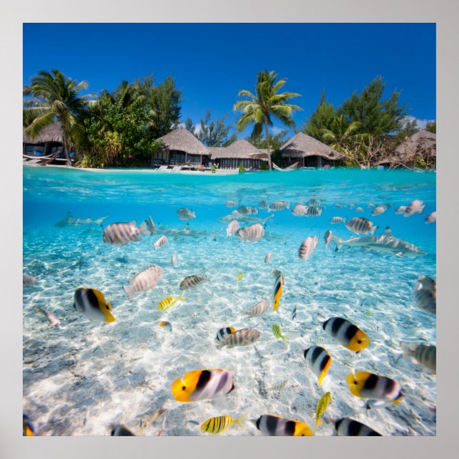 Tropical island under and above water poster (Front)