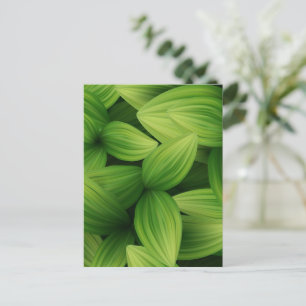 Tropical Leaves 9 Postcard