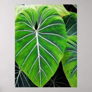 Tropical Leaves, Elephant Ears, Dark Green Poster