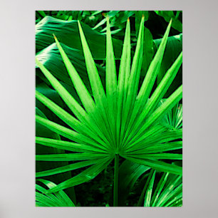Tropical Leaves, Windmill Palm, Dark Green Poster