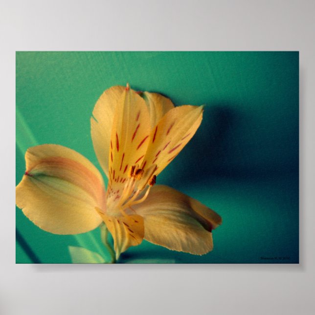 Tropical Lily Poster (Front)