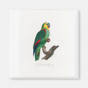 tropical macaw parrot magnet
