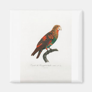 tropical macaw parrot magnet