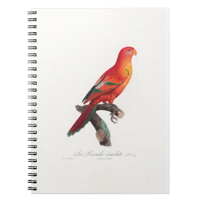 tropical macaw parrot notebook (Front)