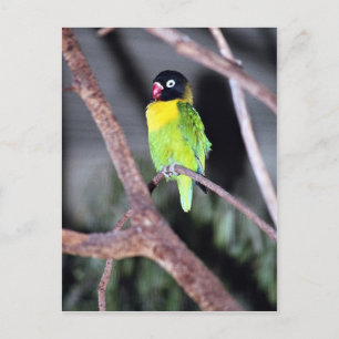 Tropical masked lovebird postcard