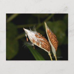 Tropical Milkweed seed pods (Asclepias Postcard