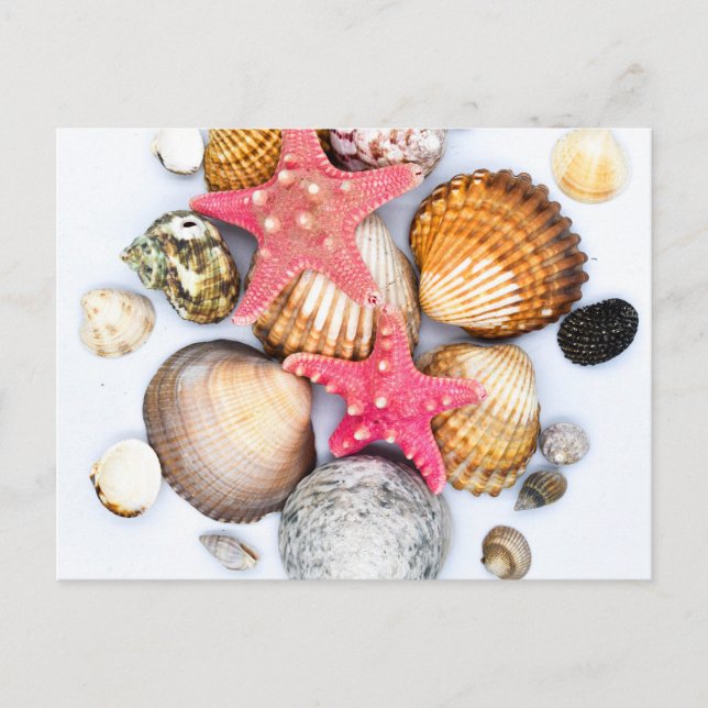 Tropical Mixed Seashells Starfish Postcard (Front)