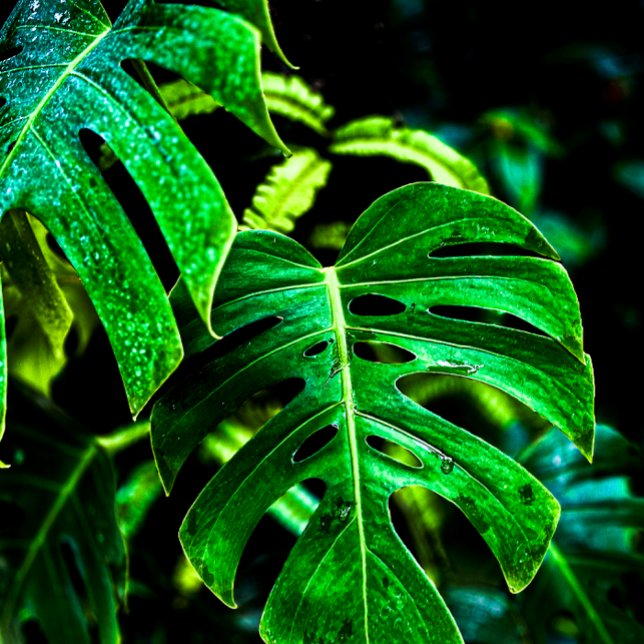 Tropical Monstera Glow – Jungle Leaf Photography Tea Towel (Creator Uploaded)