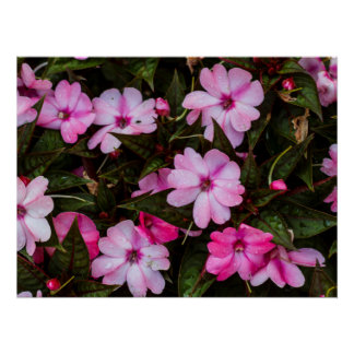 Tropical New Guinea Impatiens Print